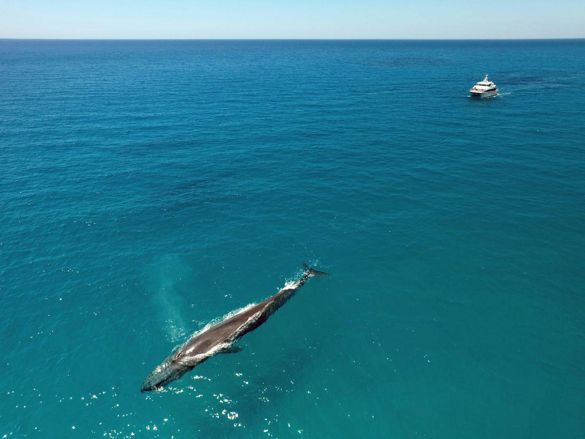 Whale Watching Tours