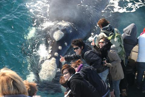 Whale Watching Tours