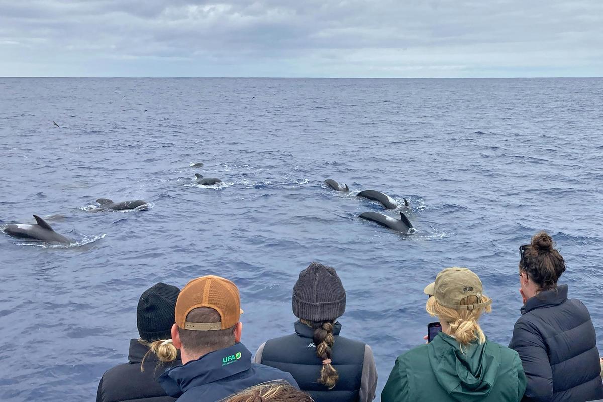 Bremer Canyon Killer Whale (Orca) Expeditions