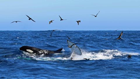 Naturaliste Charters Whale Watching