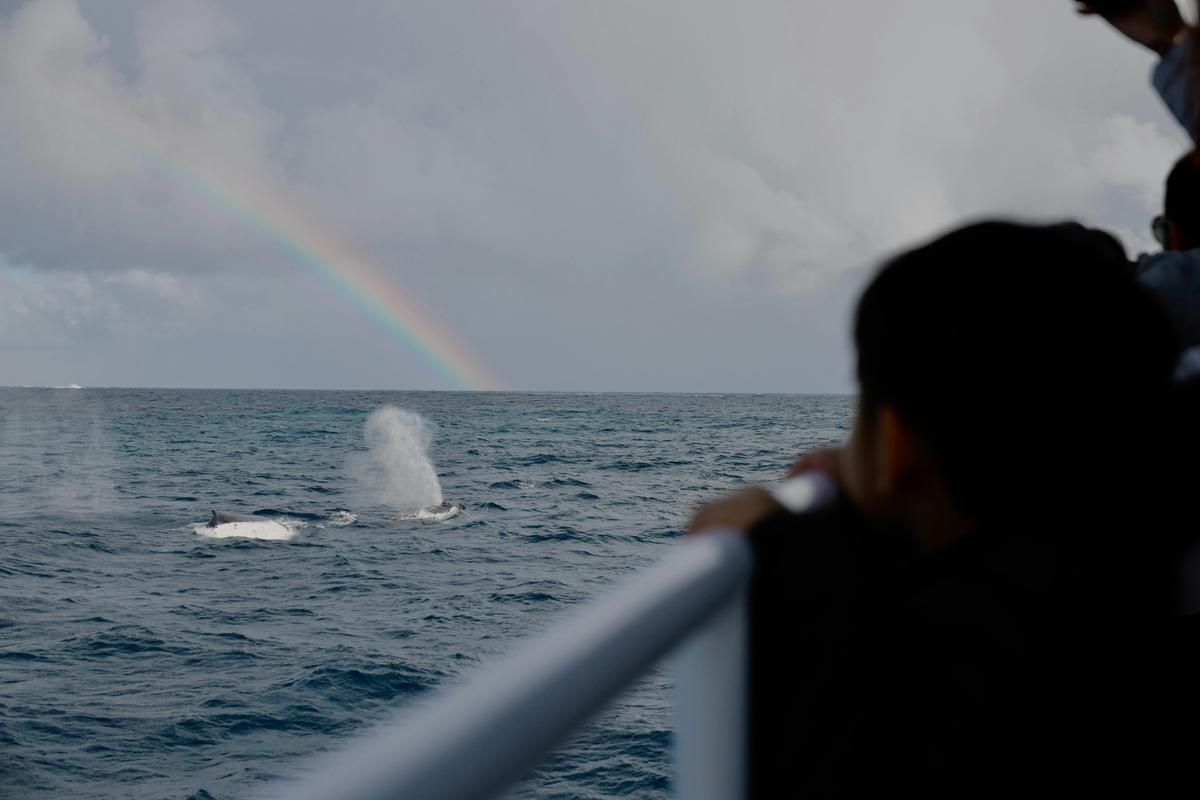 Whale Watching Tours