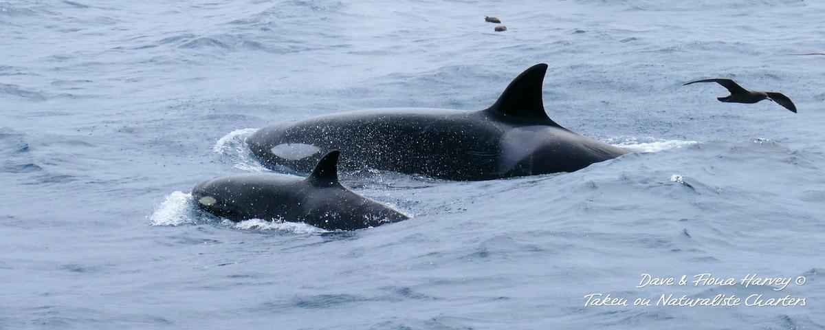 Orca mum and Calf - Bremer Canyon Expeditions