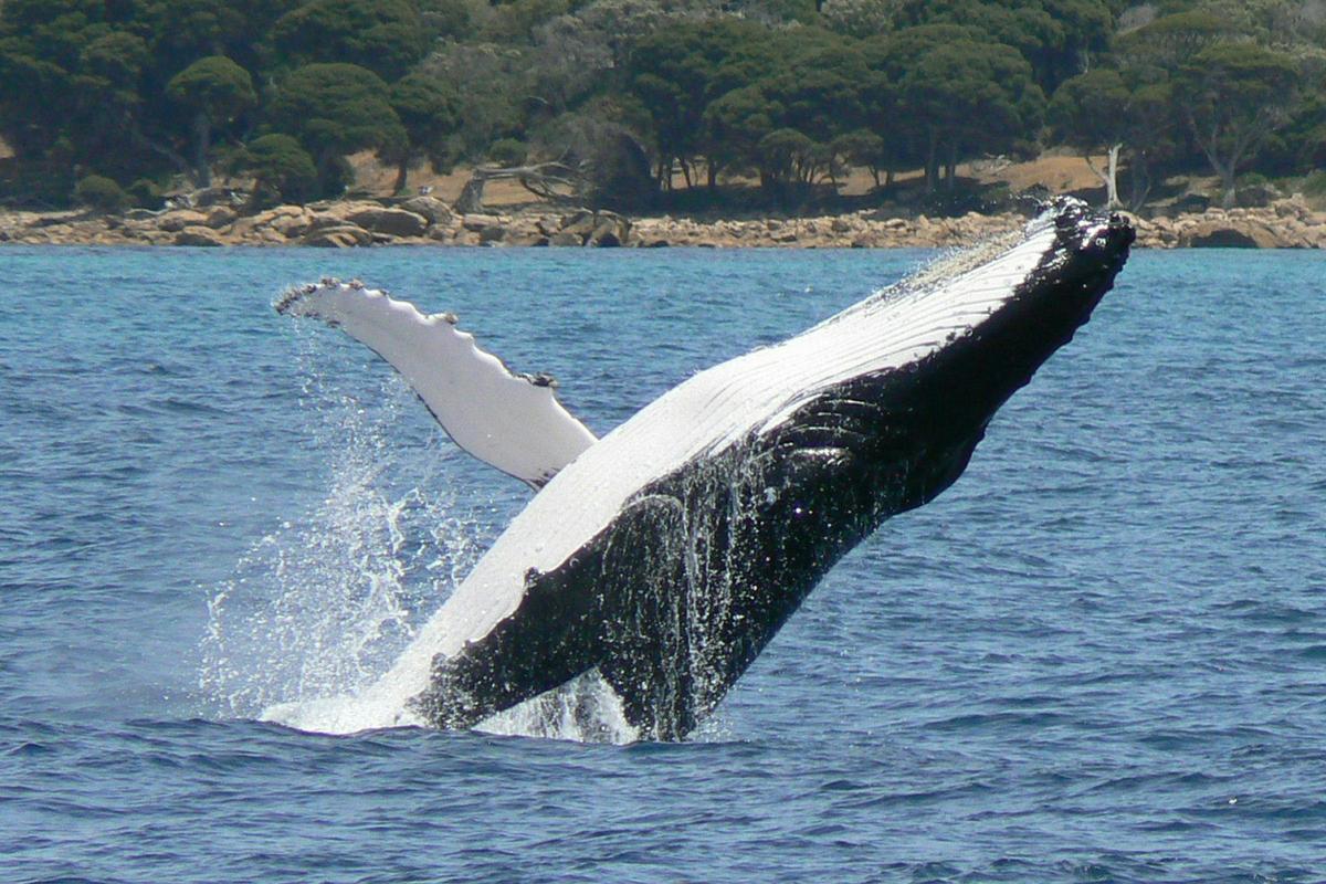 Whale Watching Tours