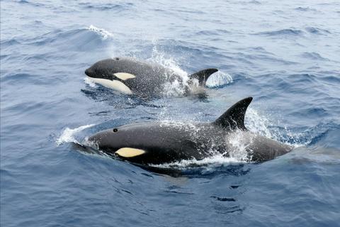 Bremer Canyon Killer Whale (Orca) Expeditions