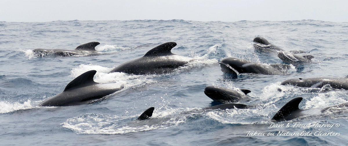 Bremer Canyon Killer Whale (Orca) Expeditions