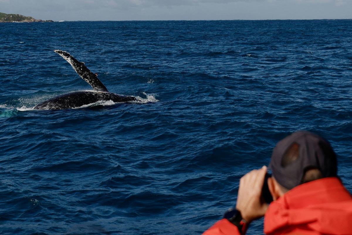 Whale Watching Tours