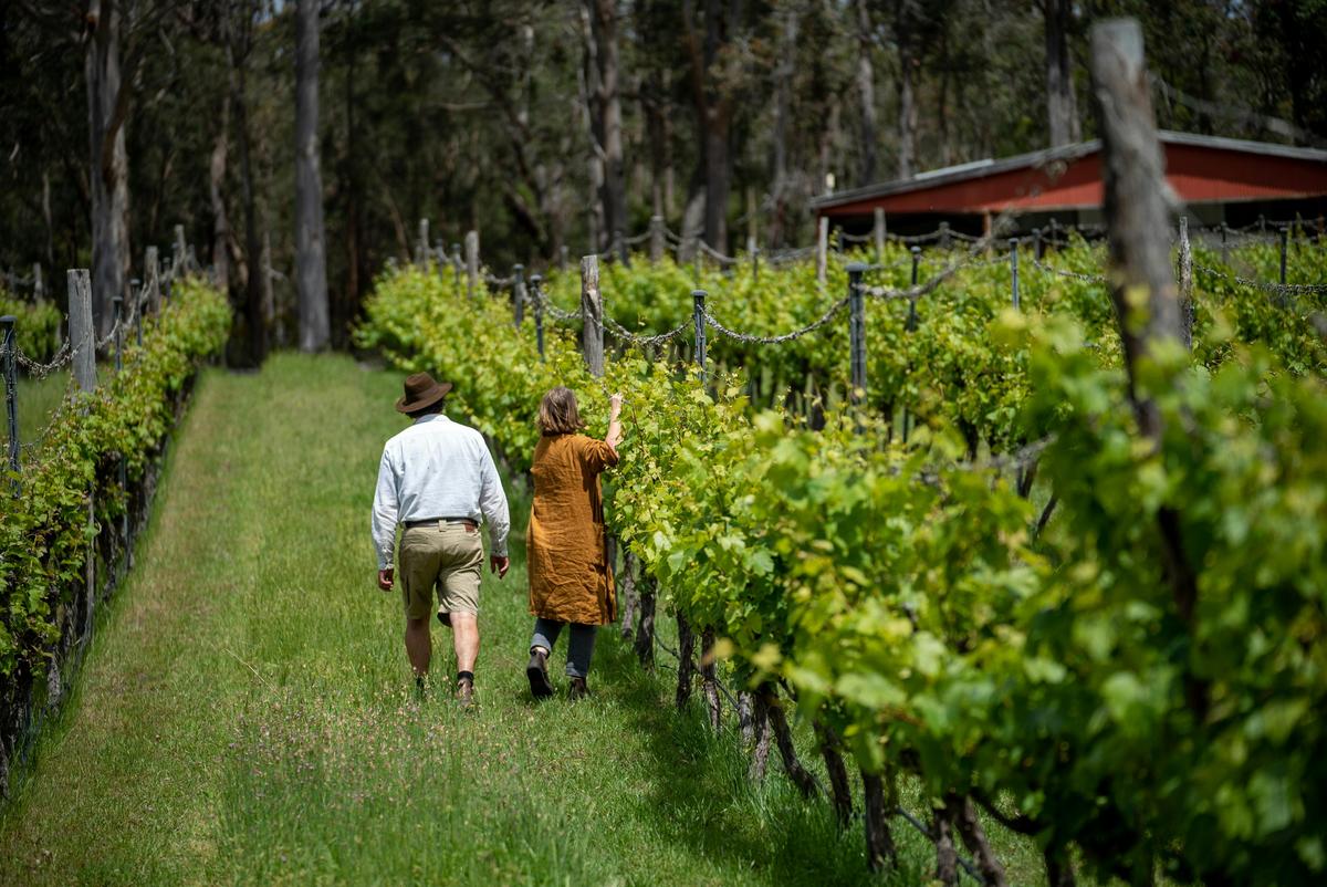 Moombaki vineyard