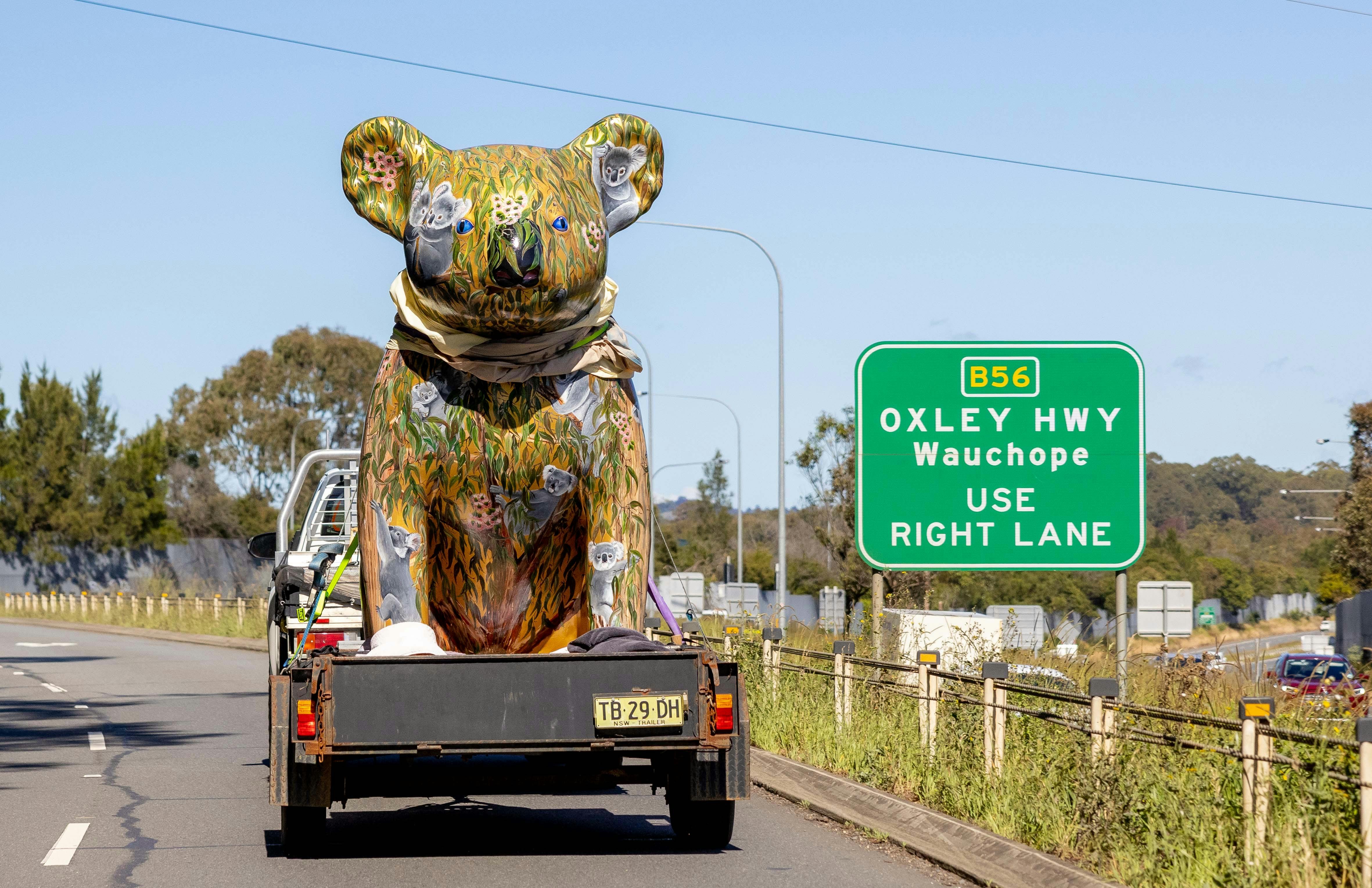 The Big Koala going home to Guulabaa after being painted by Pauline Roods in Port Macquarie studio