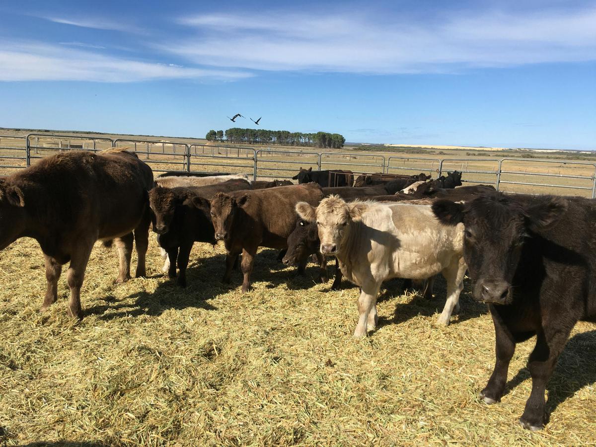 Cattle