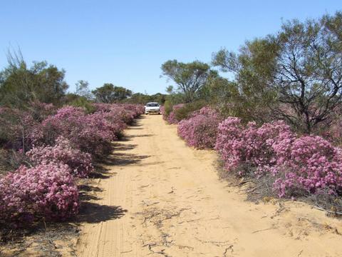 Reynoldson's Flora Reserve