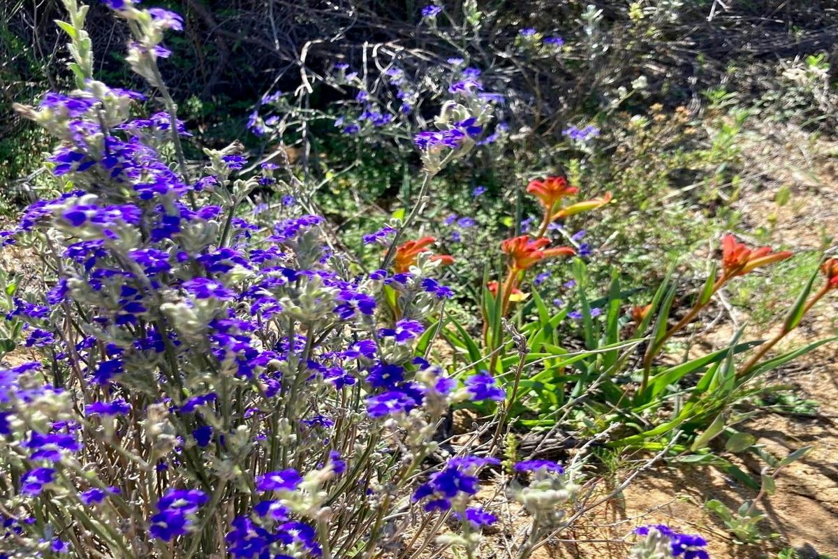 Best of the Mid West Wildflower Tour