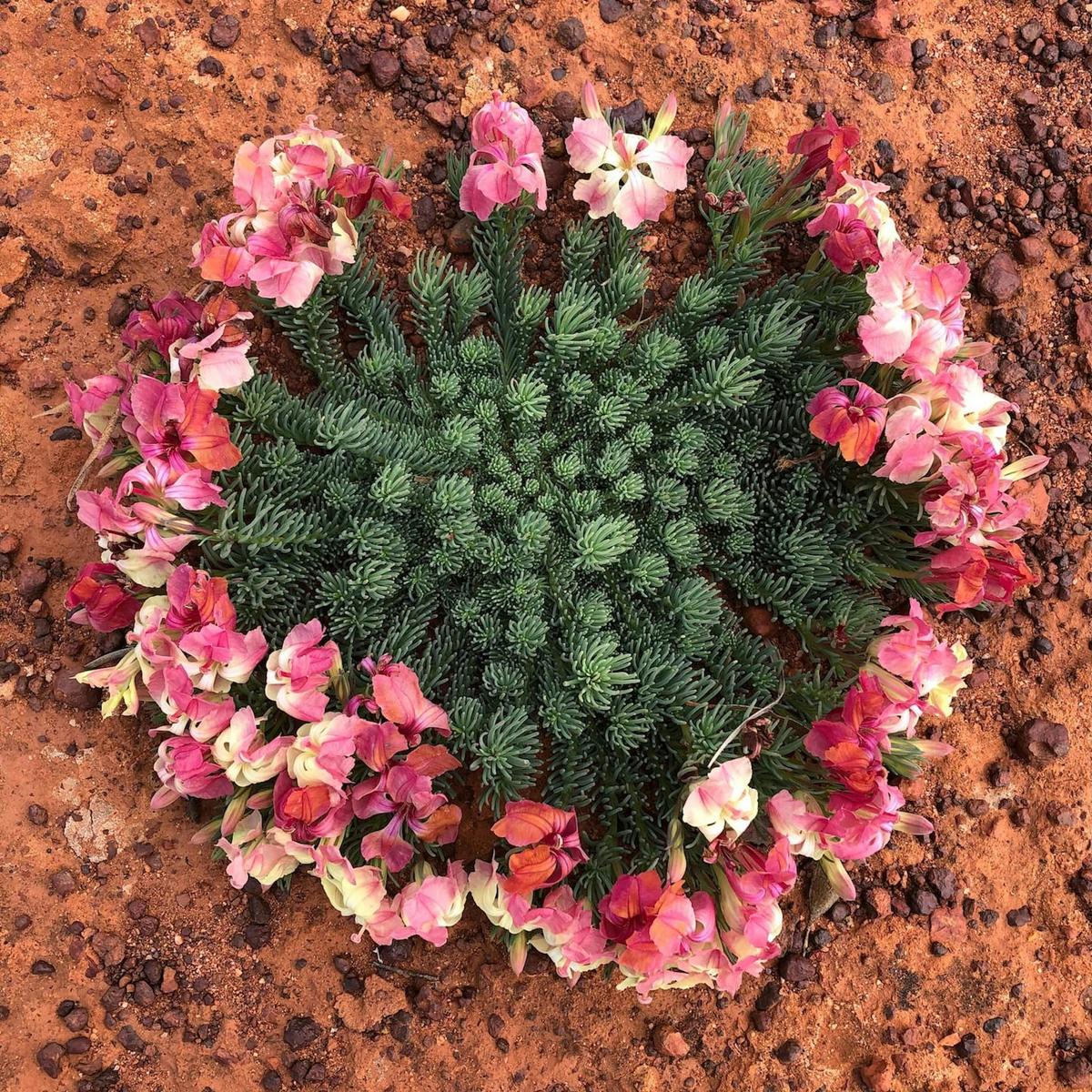 Best of the Mid West Wildflower Tour