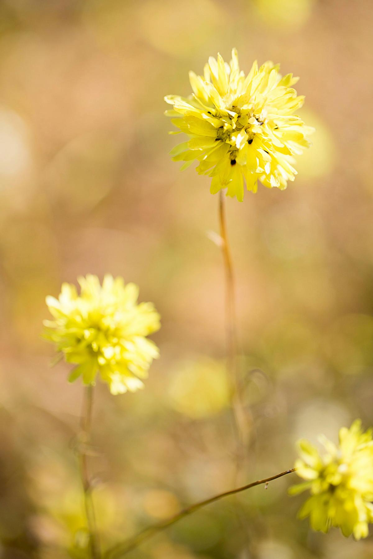 Best of the Mid West Wildflower Tour