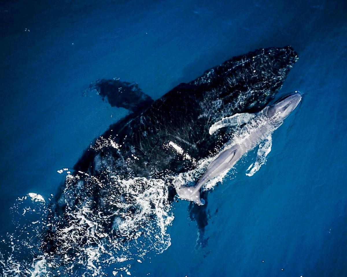 Baby Humpback Whale