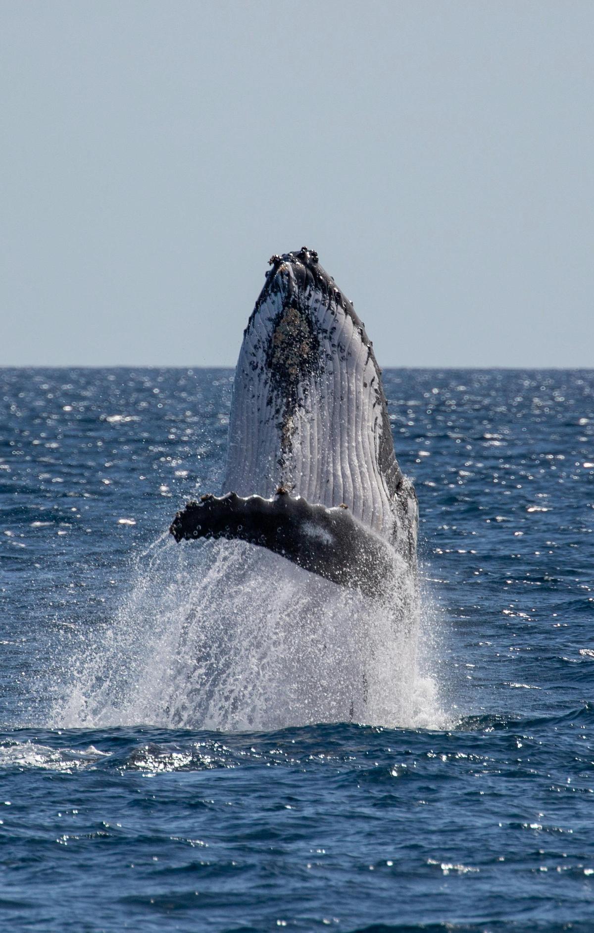 Humpback Whale Adventure