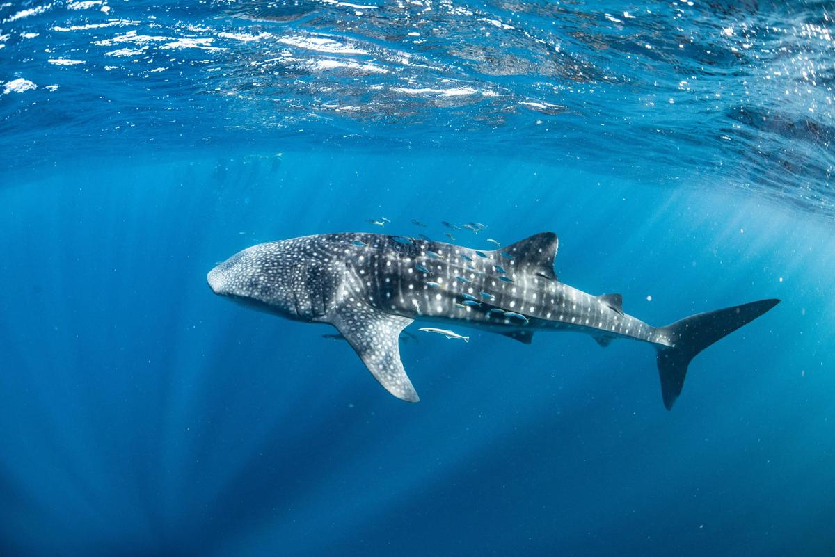 Snorkelling alongside Whaleshark