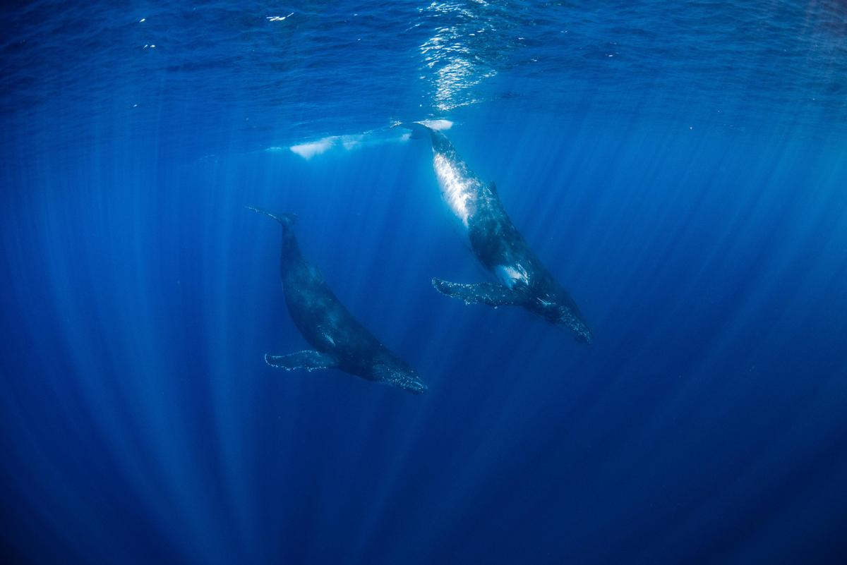 Humpback Whale Adventure