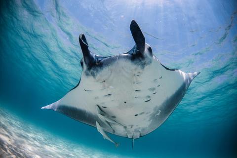 Ningaloo Marine Interactions