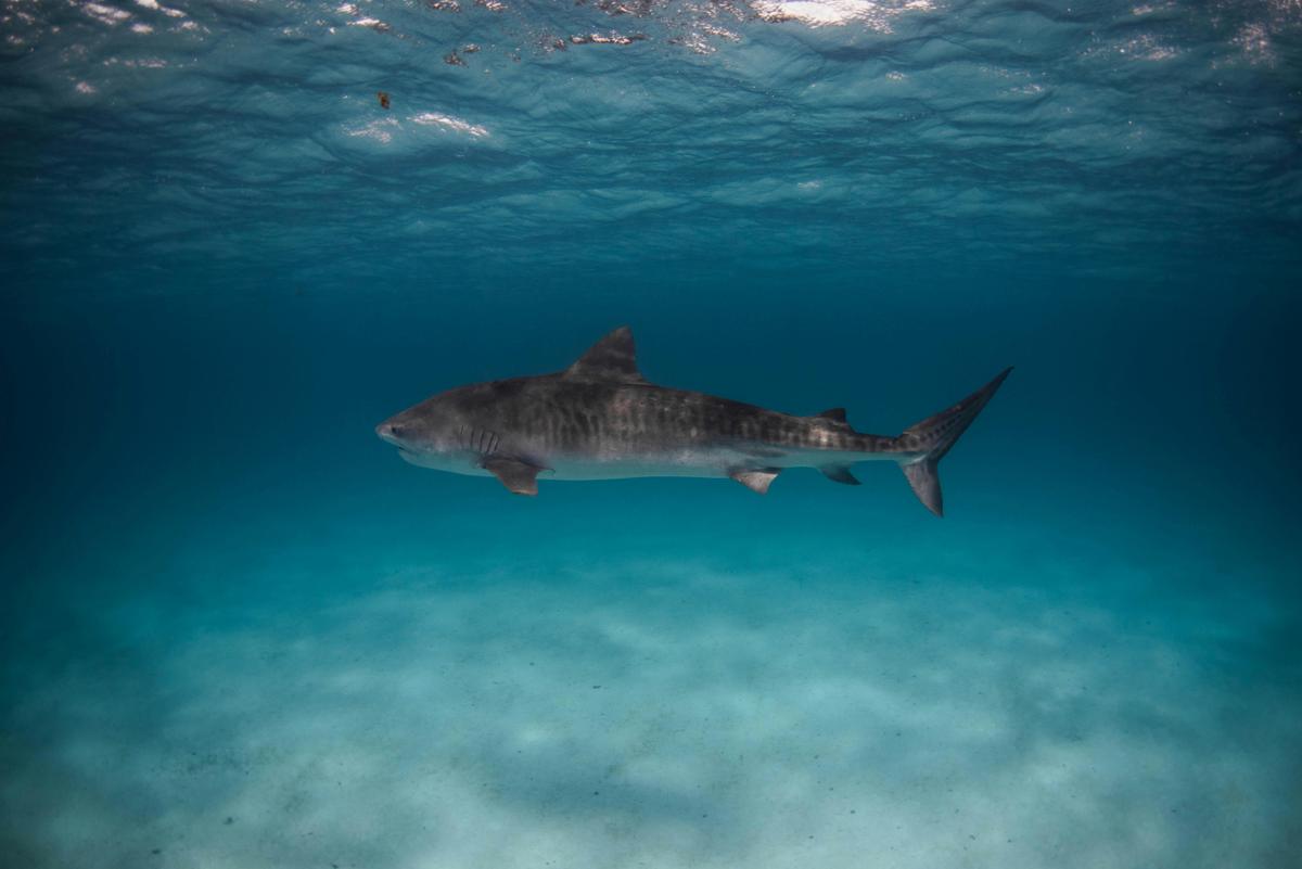 Tigershark cruising the clear shallow waters