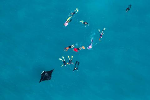 Manta Ray Interaction 'Best of Ningaloo'