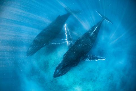 Humpback Whale Adventure