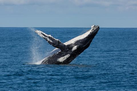 Humpback Whale Adventure