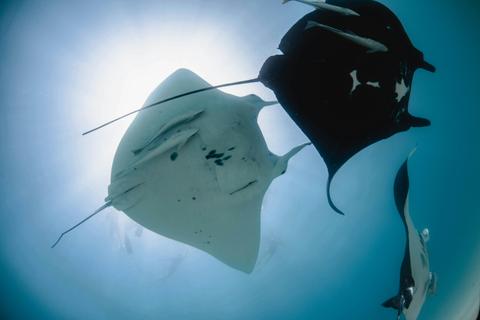 Manta Ray Interaction 'Best of Ningaloo'