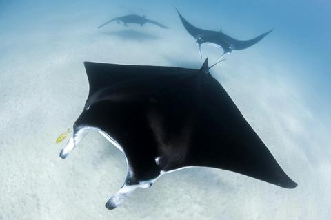 Ningaloo Adventure and Manta Ray Tour