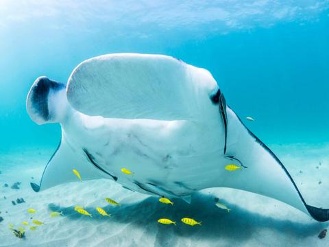 Ningaloo Reef Dive and Snorkel