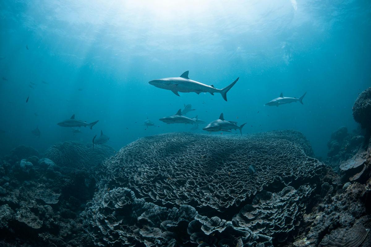 Ningaloo Adventure and Manta Ray Tour