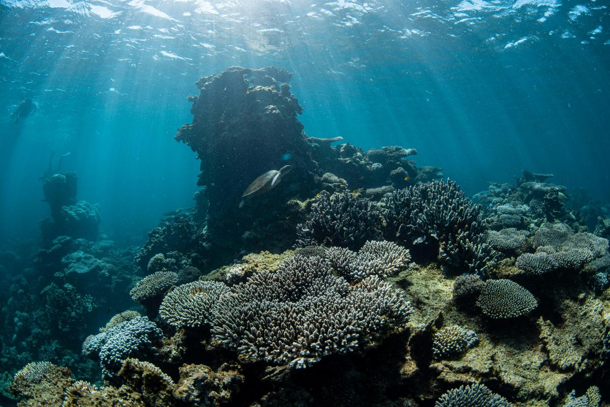 Ningaloo Adventure and Manta Ray Tour
