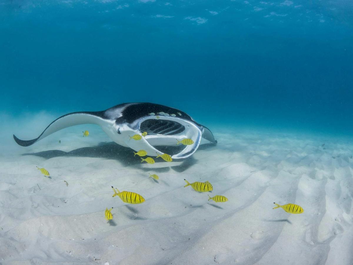 Ningaloo Adventure and Manta Ray Tour