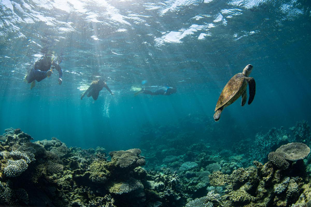 Ningaloo Adventure and Manta Ray Tour