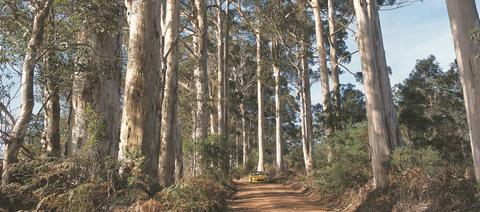 Mount Shadforth Scenic Drive