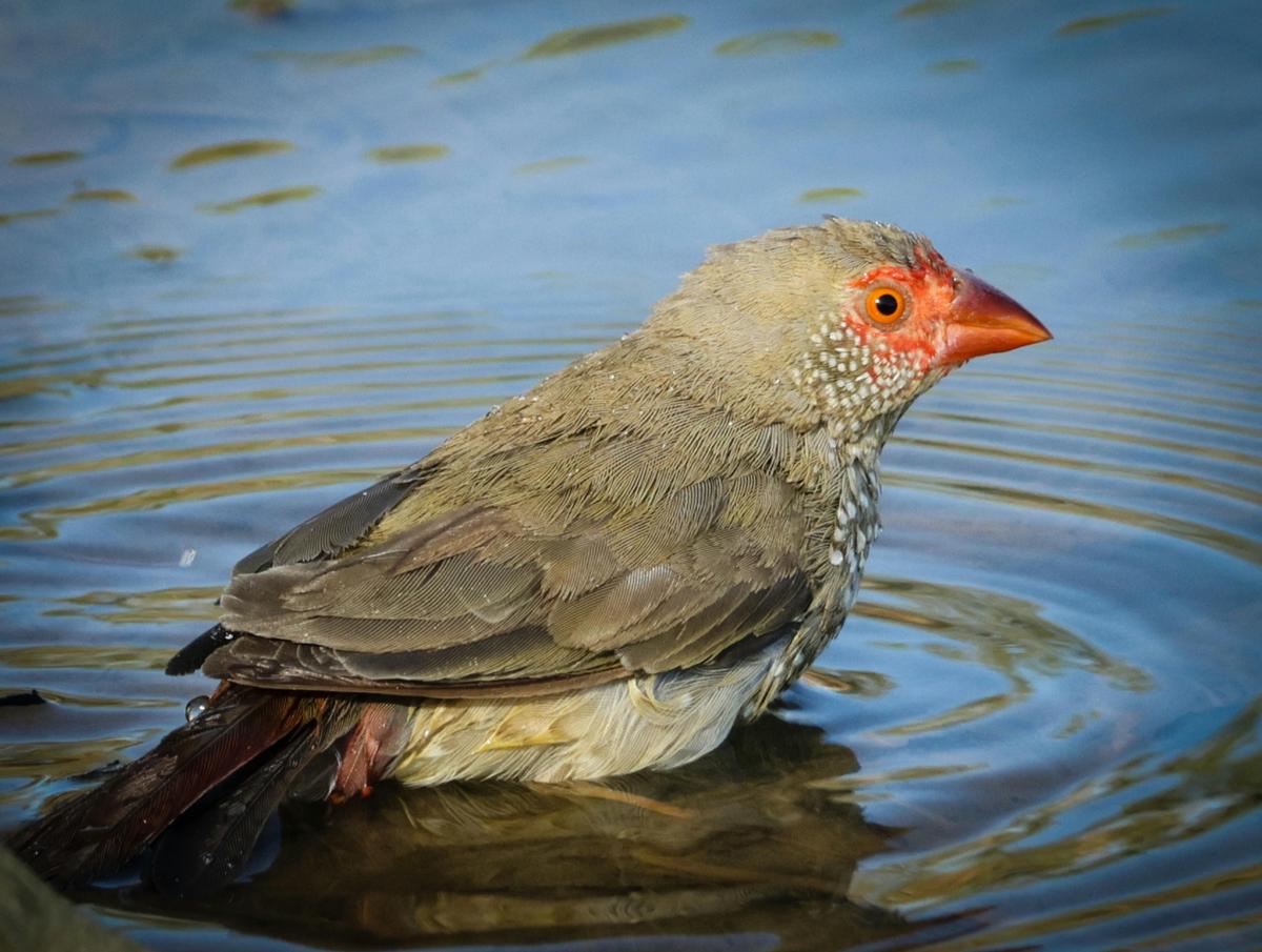 Kimberley Bird and Wildlife Tour