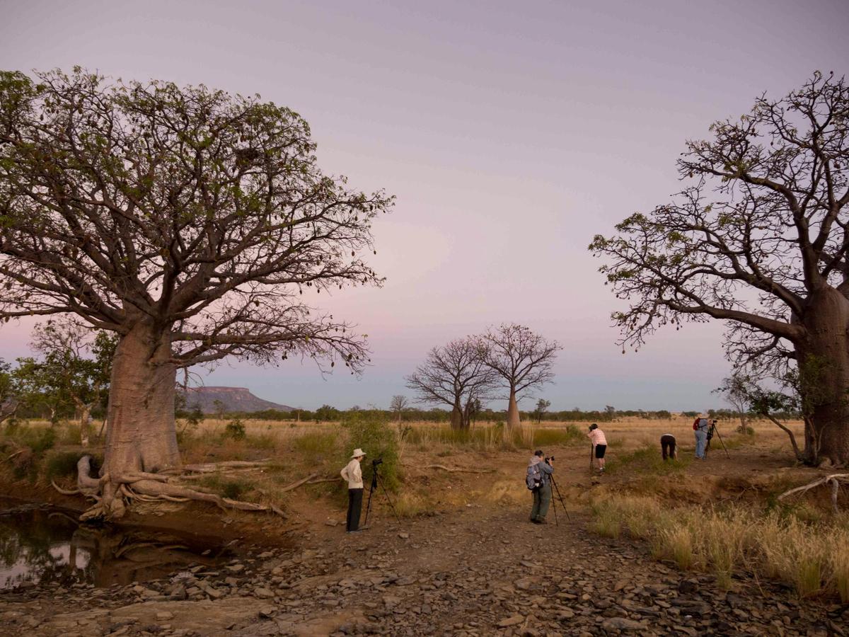 Kimberley Bird and Wildlife Tour