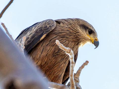 Kimberley Bird and Wildlife Tour