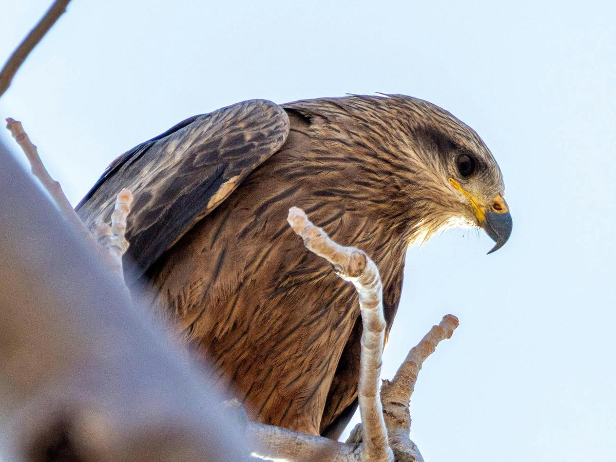 Kimberley Bird and Wildlife Tour