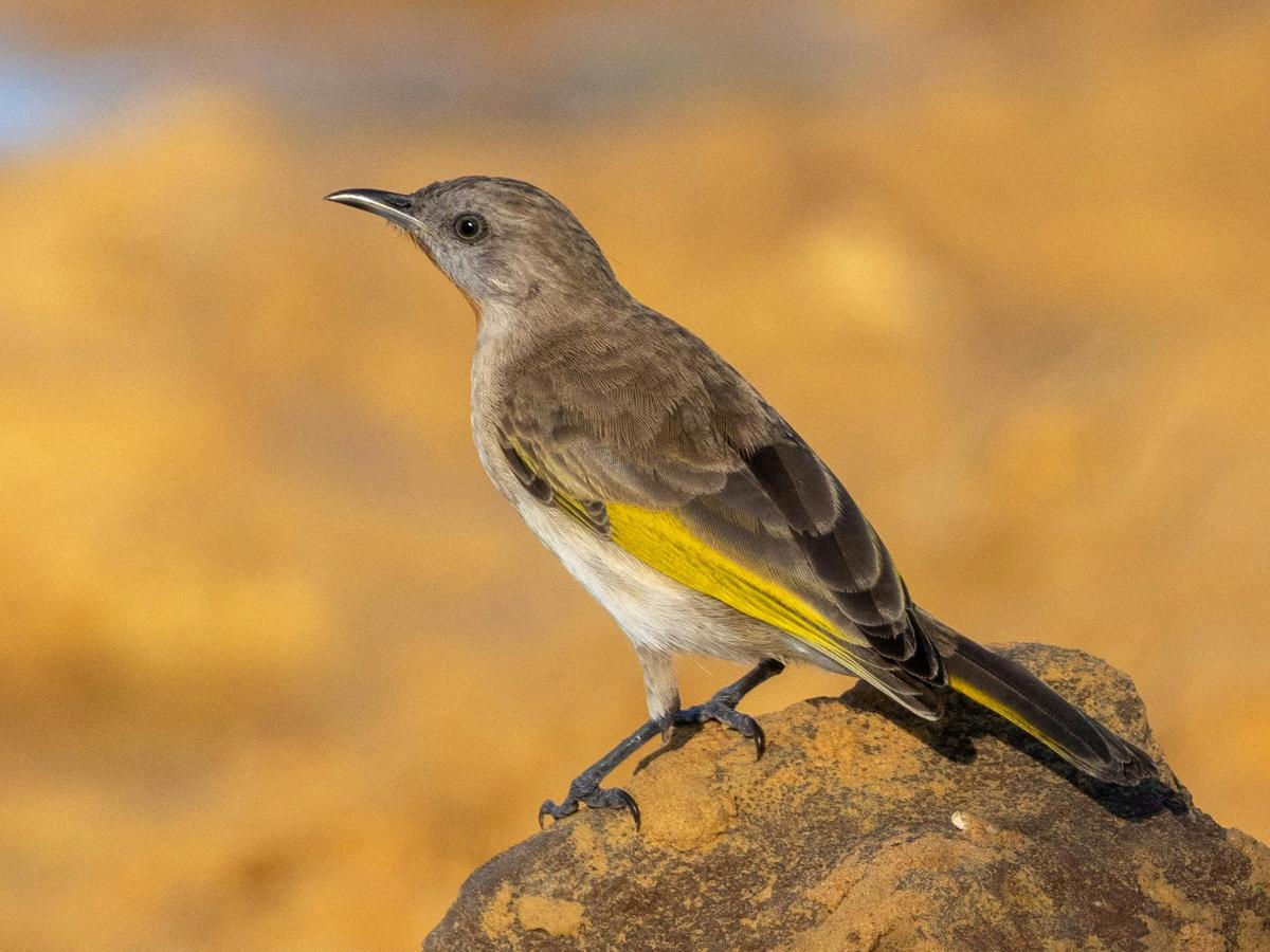 Kimberley Bird and Wildlife Tour