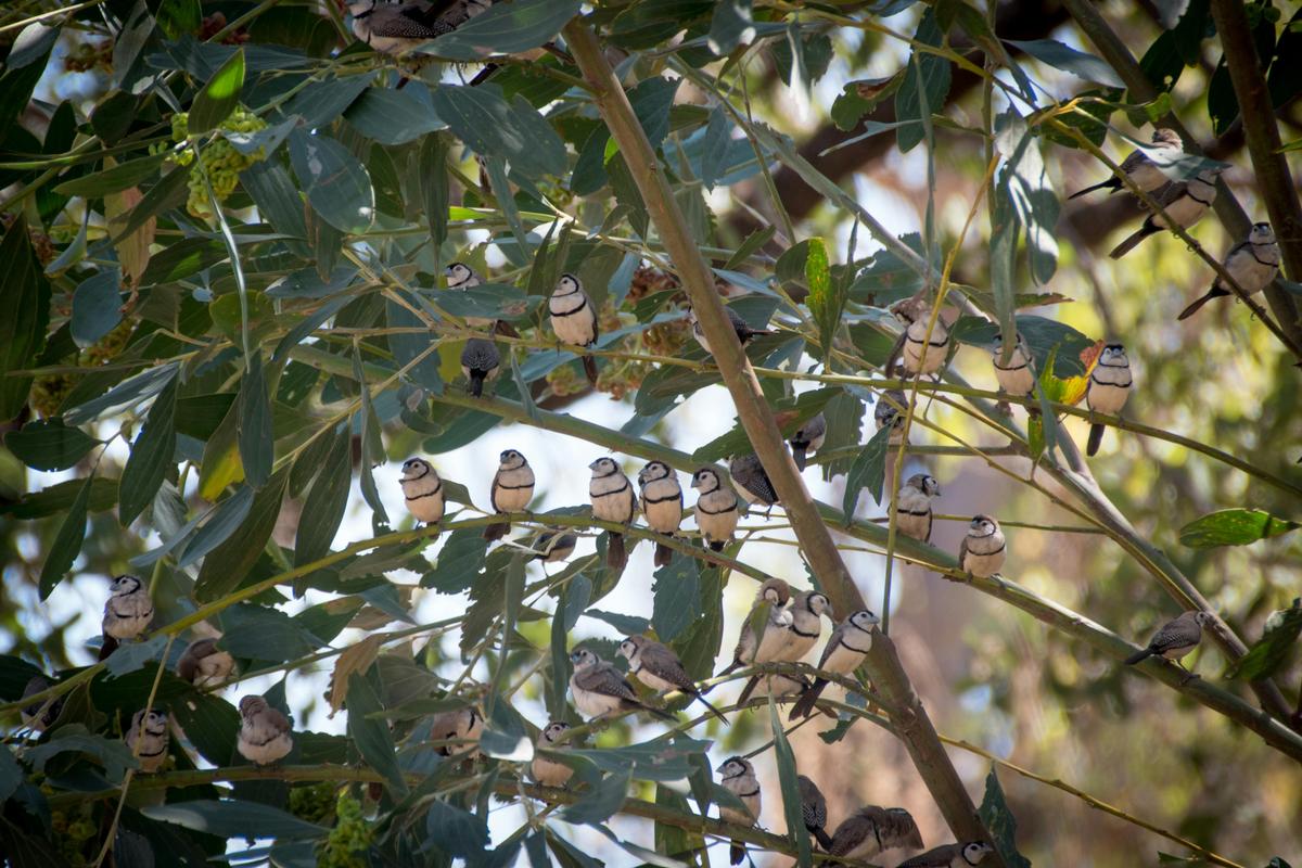 Kimberley Bird and Wildlife Tour