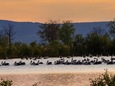 Kimberley Bird and Wildlife Tour