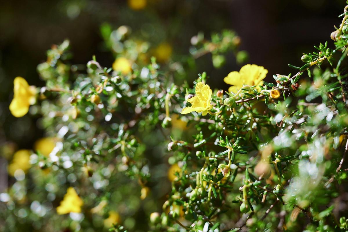 Wildflowers