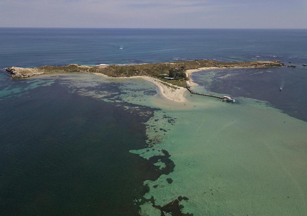 Penguin Island, Rockingham, Western Australia