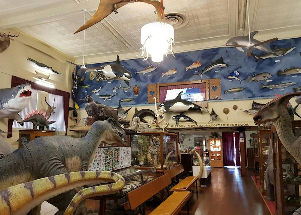 Museum of Natural History interior