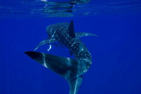 Ningaloo Whaleshark n Dive