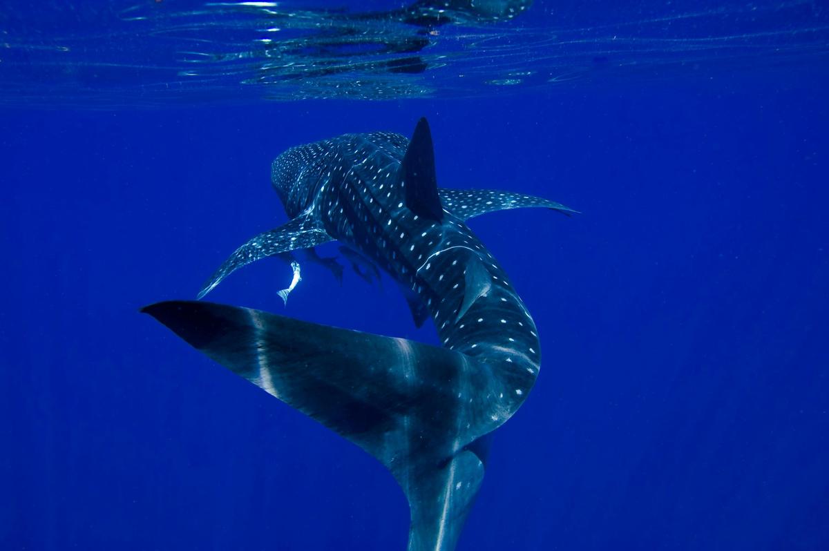 Whale Shark Swim