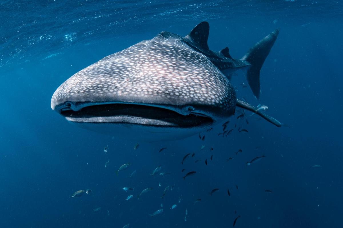 Whale Shark swim tour Exmouth