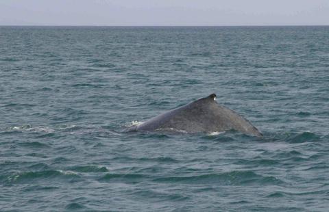 Whale Watching Sunset Cruise