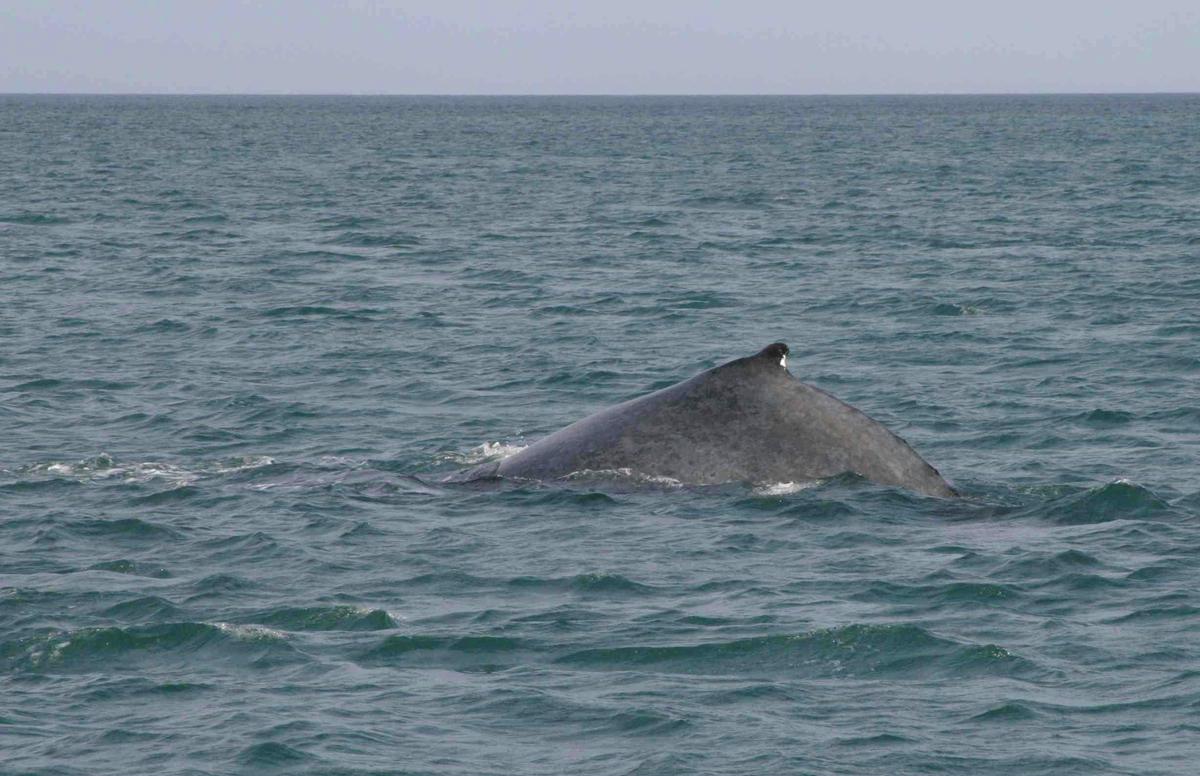 Whale Watching Sunset Cruise
