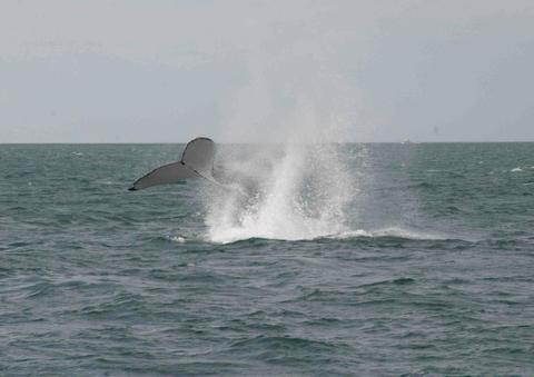Whale Watching Sunset Cruise
